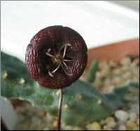 Stapelia engleriana